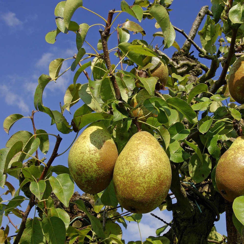 Poirier 'comtesse de paris' pot de 7,5l/10l, gobelet