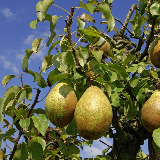 Poirier 'comtesse de paris' pot de 7,5l/10l, gobelet