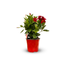 Dipladenia touffe - plante fleurie - ↕ 40-50 cm - ⌀ 17 cm - plante d'intérieur & extérieur - fleur rouge