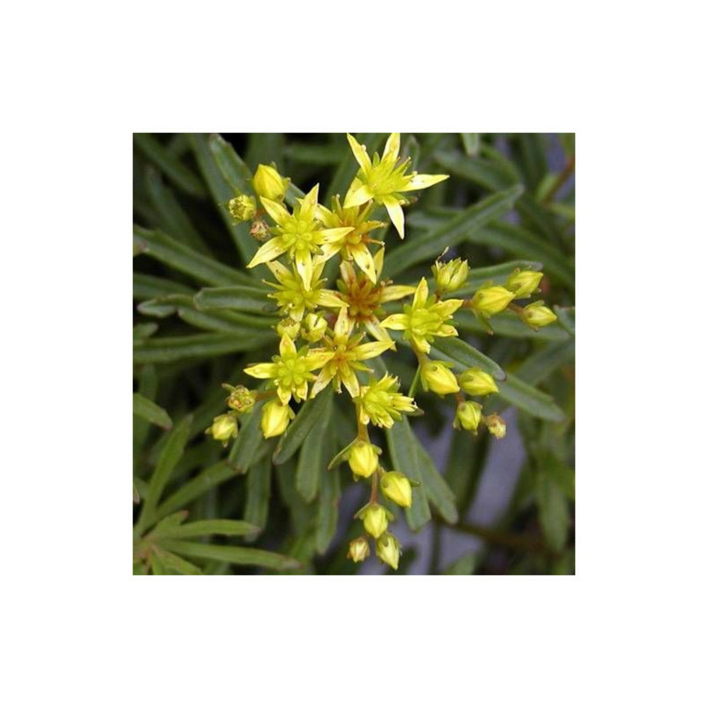 Orpin kamtschaticum var. Middendorffianum godet - 5/20 cm