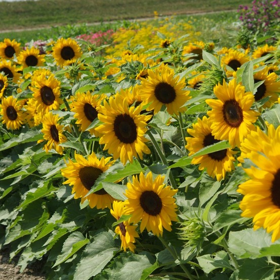 Soleil, tournesol 'little dorrit f1' le sachet de 25 graines environ