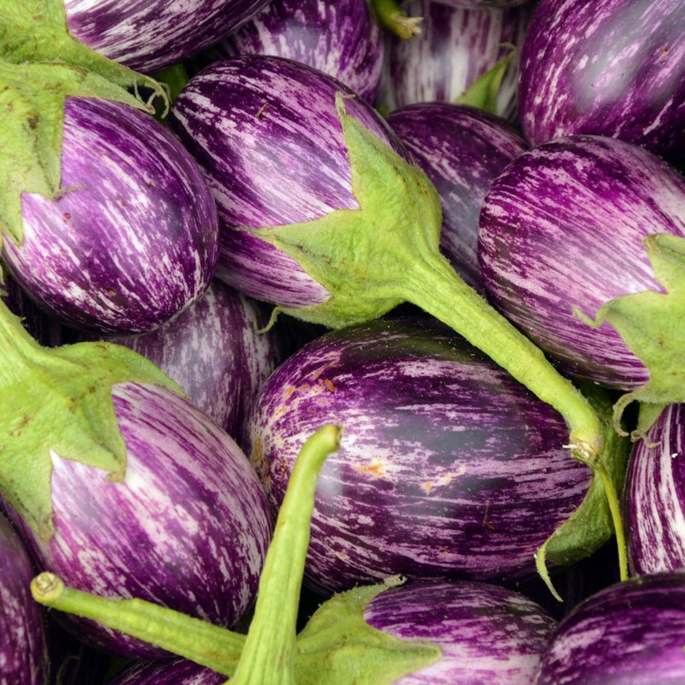 Graines d'aubergine listada de gandia - vilmorin sachet