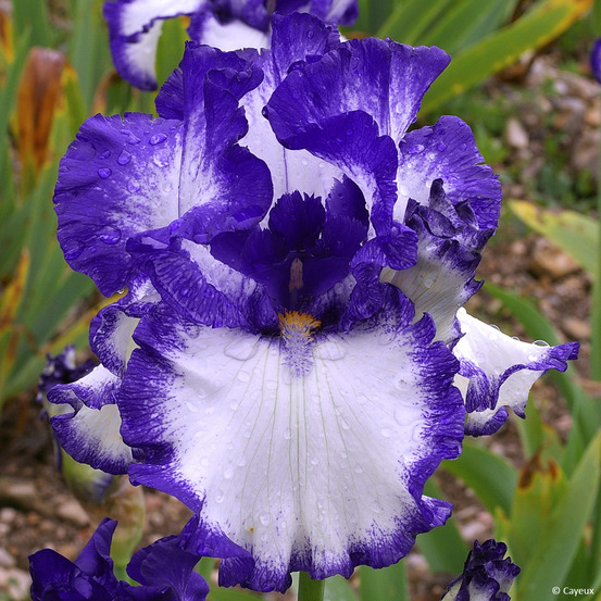 Iris germanica on the move - iris des jardins godet de 8/9 cm