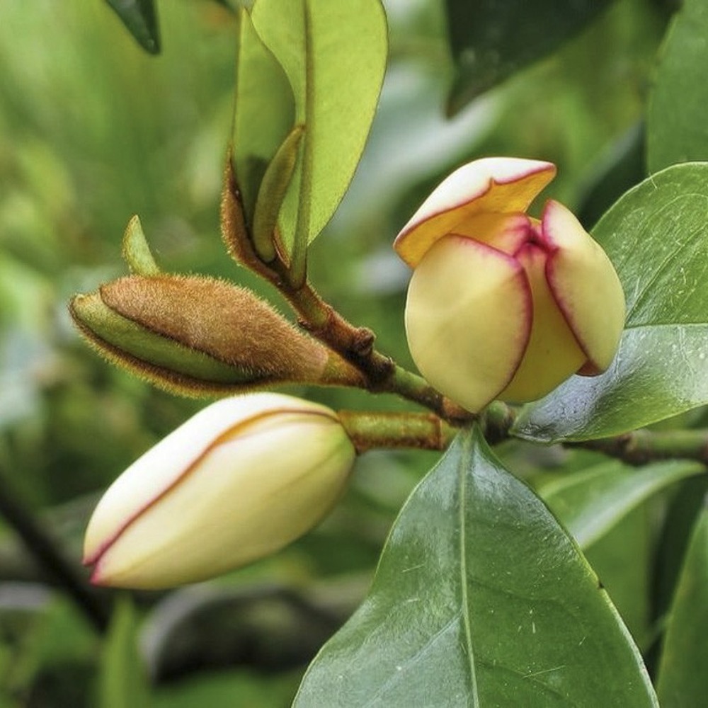 Magnolia banane pot de 2l/3l