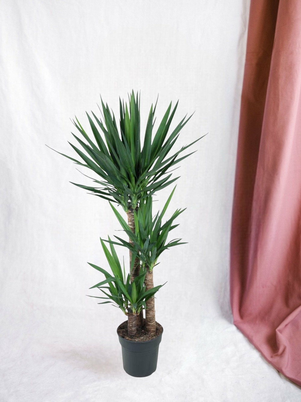 Yucca pied d'éléphant 140cm - plante d'intérieur