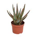 Aloe zebrina 'dannyz' - plante d'intérieur - facile d'entretien - ⌀10.5 cm - 15-20 cm