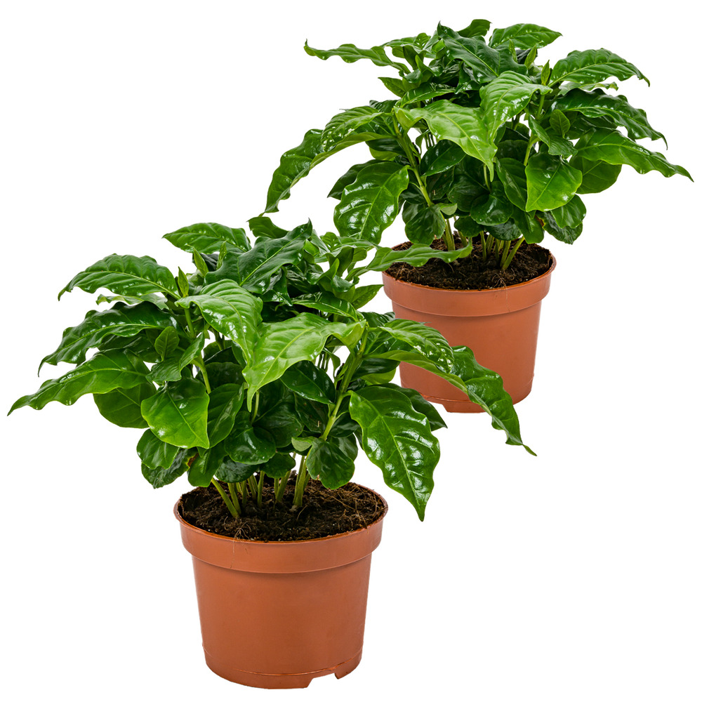 Lot de 2 - coffea arabica - caféier - plante d’intérieur - 20-30 cm de haut - pot 12 cm