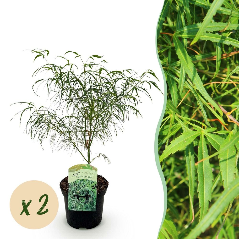 Érable du japon 'koto-no-ito' - lot de 2 - pot 19 cm - hauteur 70 cm