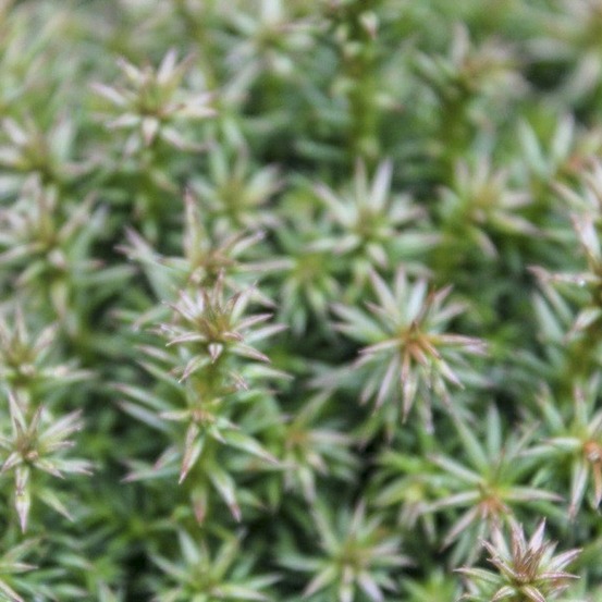 Cèdre du japon pot de 2l/3l