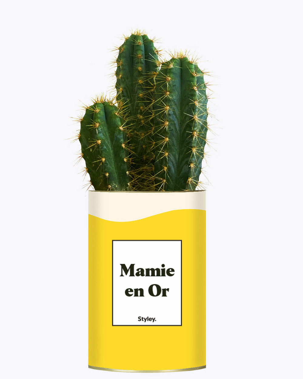 Plante facile à entretenir - mamie en or - cactus