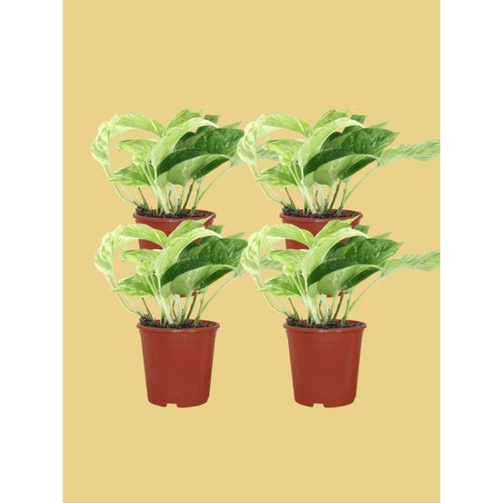 Epipremnum marble queen - 4 pièces - h15 cm - ø12 cm