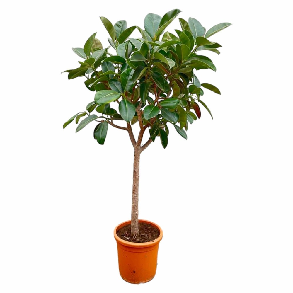 Ficus elastica robusta sur tige - h190-210 cm - ø40 cm