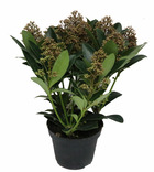 Skimmia pot 13 cm 5 - 8 fleurs p13cm