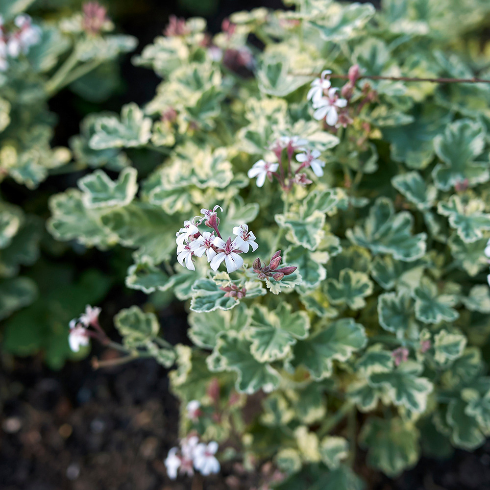 Géranium odorant 'variegatum' godet de 8/9 cm