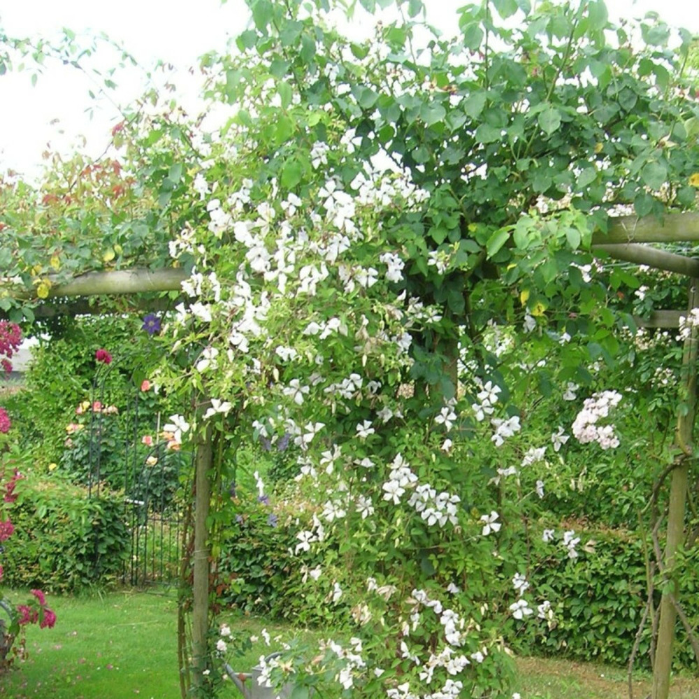 Clématite viticella maria cornelia® 'zomacor' pot de 3l - echelle bambou 60/120 cm