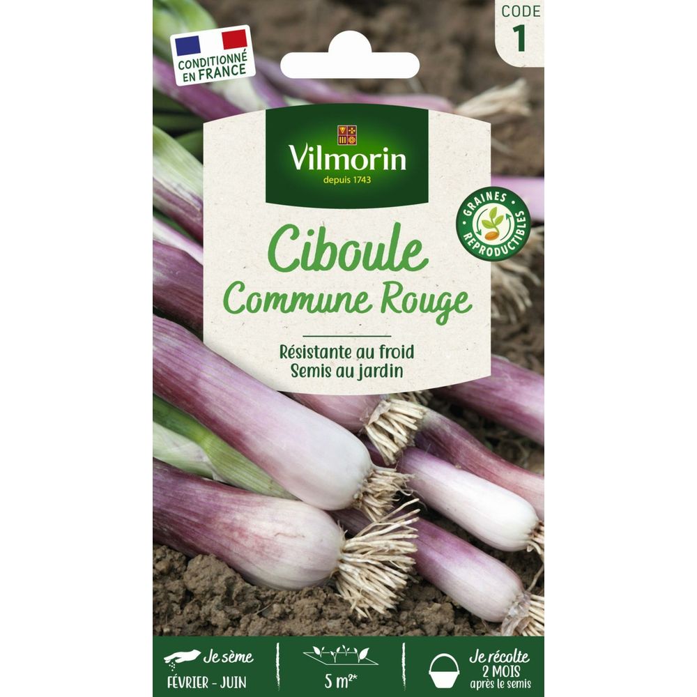 Ciboule commune rouge