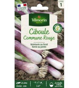 Ciboule commune rouge