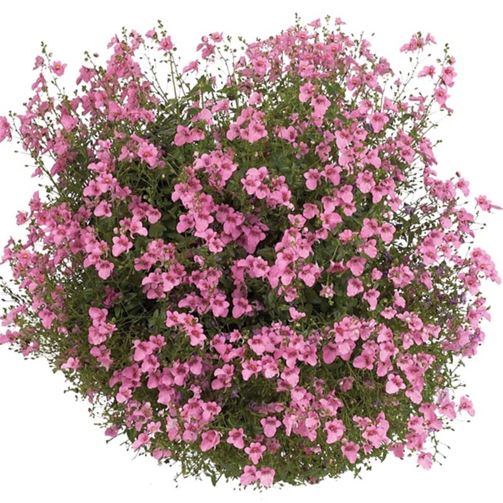Diascia 'genta pink' mini-motte ø 1,5/2,5 cm, plant vert de 5 à 10 cm de haut (par 5)
