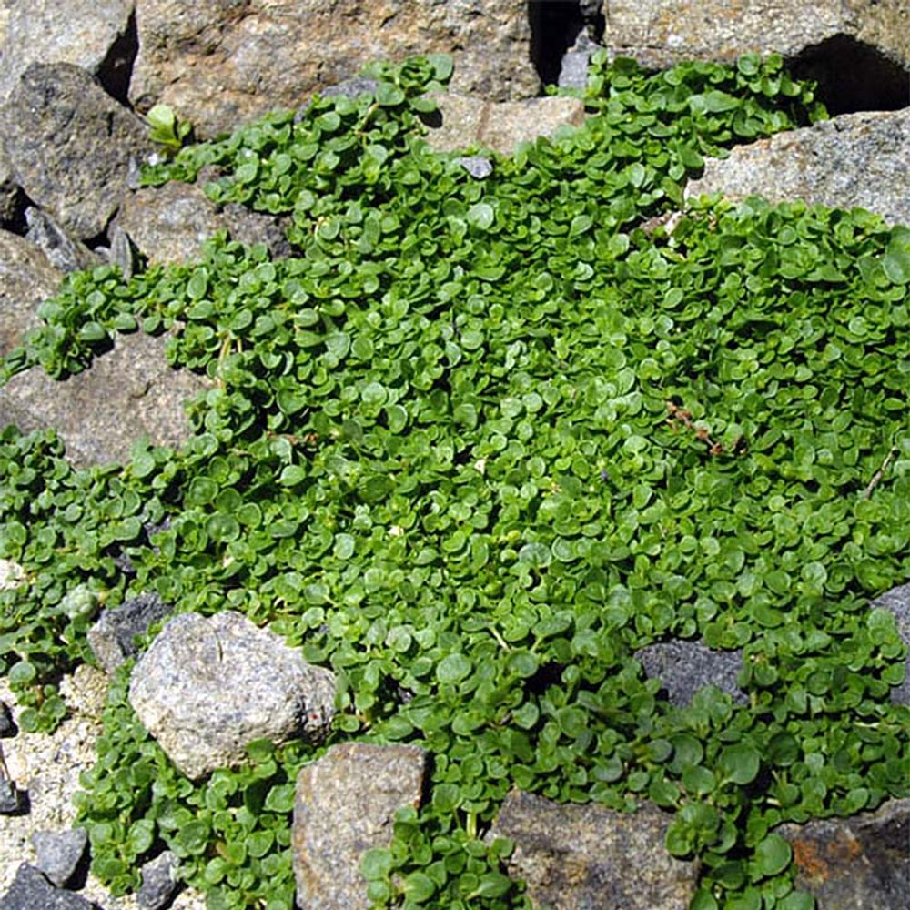 Menthe de corse pot de 2l/3l