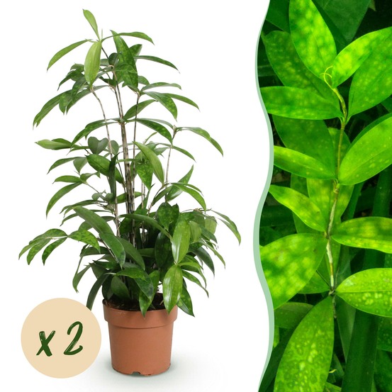 Dracaena surculosa – lot de 2 – hauteur 60-70 cm