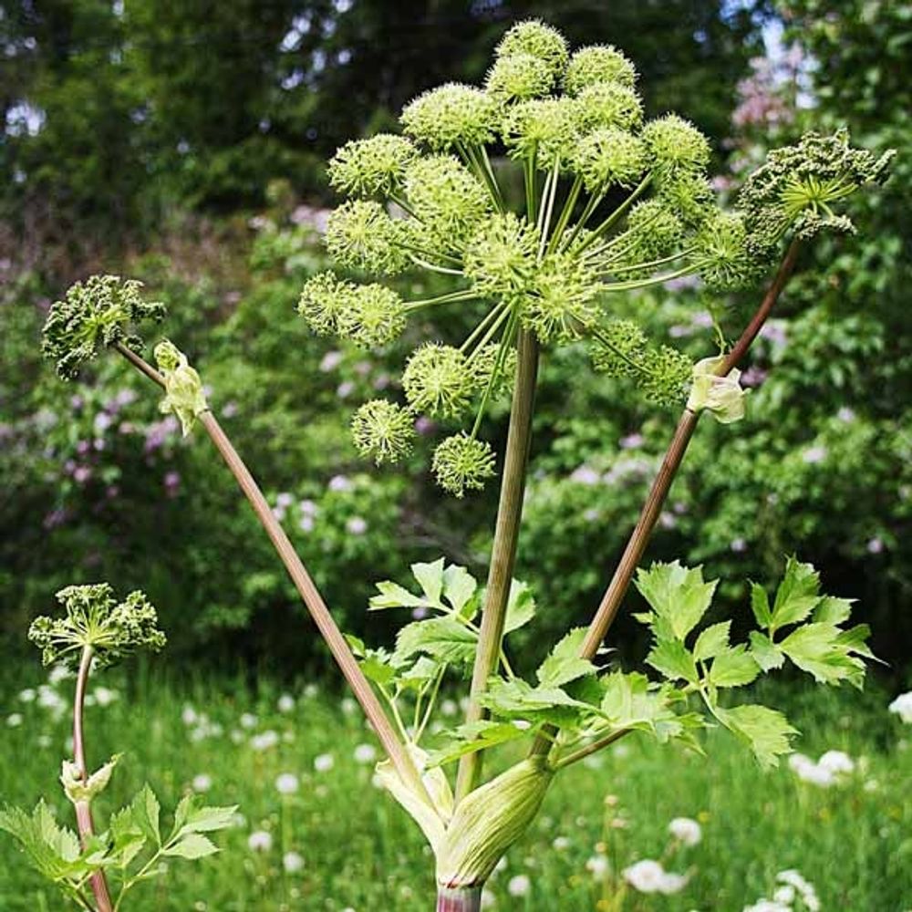 Angélique officinale pot de 2l/3l