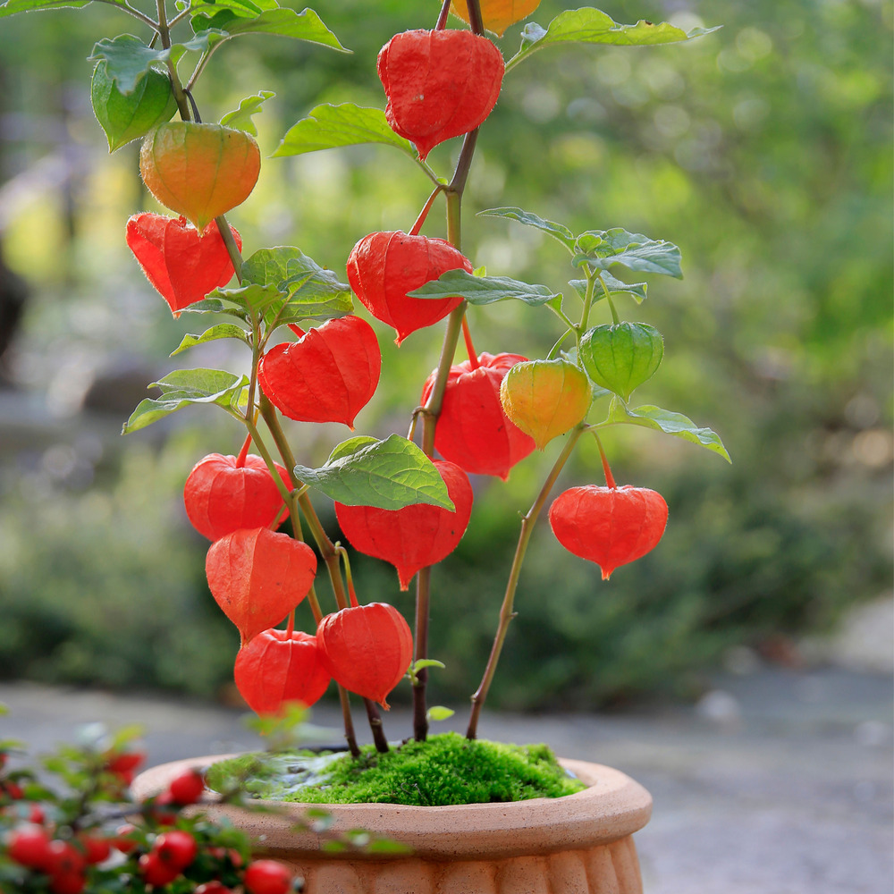 Lot de 3 - physalis alkekengi franchetii - plante lanterne - hauteur 10-20 cm - pot 9x9 cm