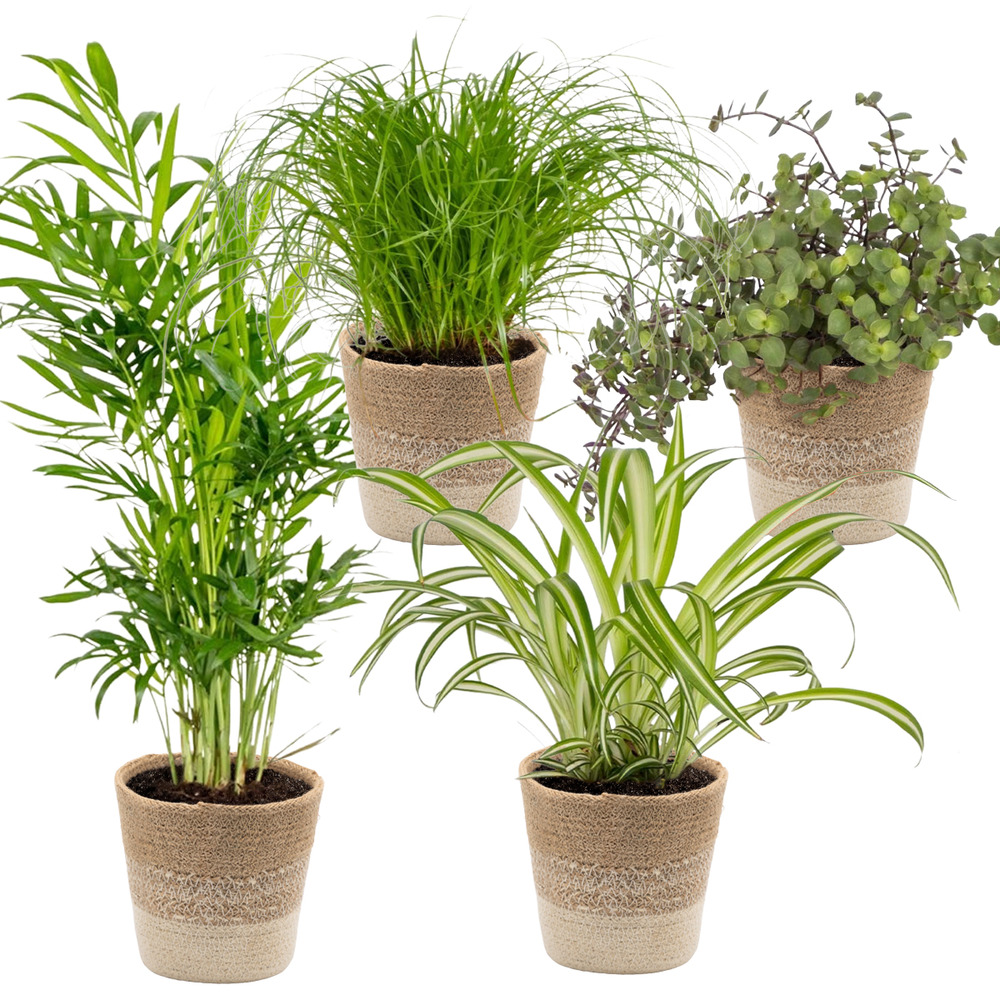 Lot de 4 - mélange sans danger pour les animaux - hauteur 20-40 cm - panier en jute 12 cm