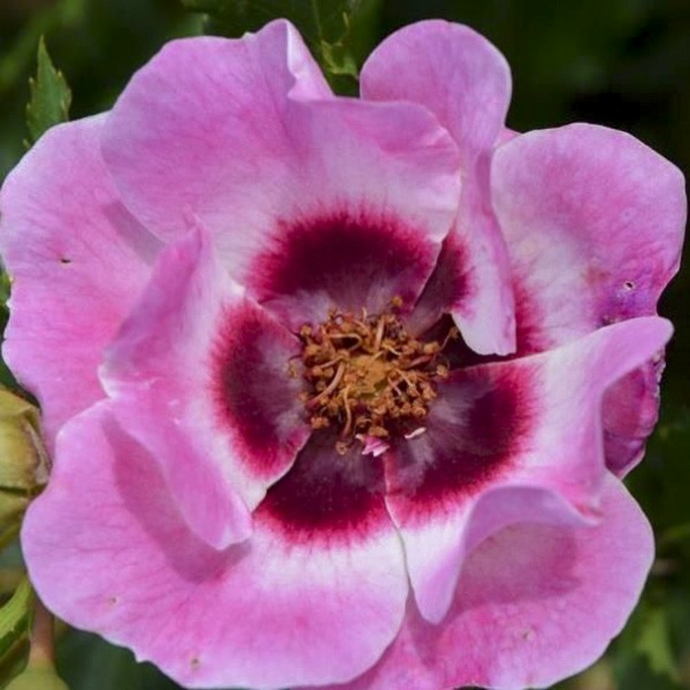 Rosier 'queen babylon eyes ' pot de 4l/5l