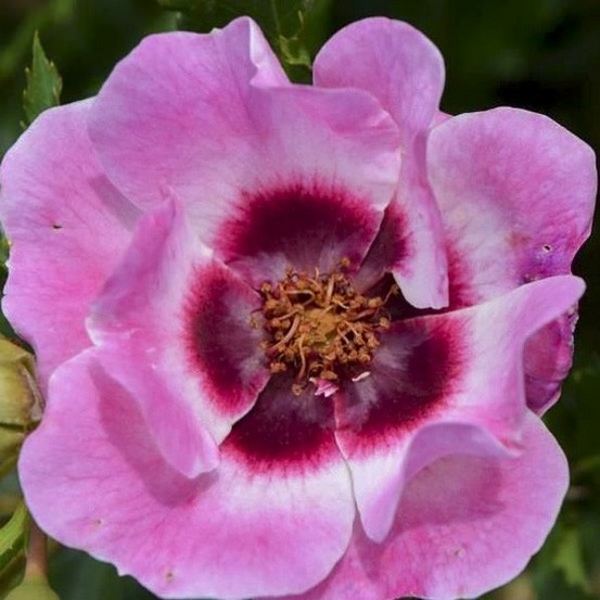 Rosier 'queen babylon eyes ' pot de 4l/5l