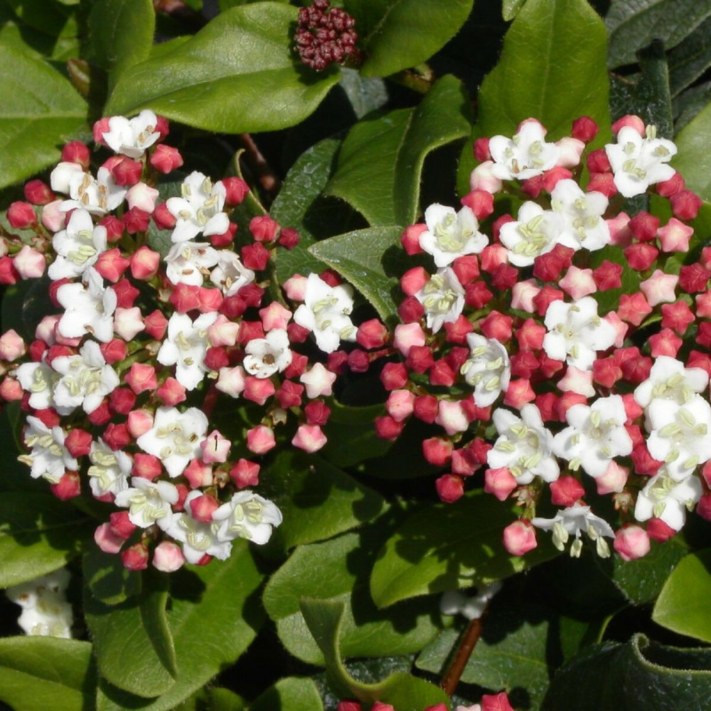 Viorne, laurier tin gwenllian, viburnum pot de 5l - 40/60 cm
