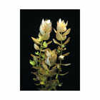 Plante aquatique : Bacopa Amplexicaulis en pot