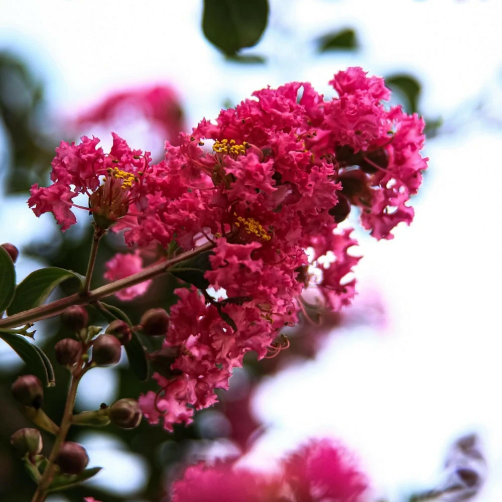 Lilas des indes with love® kiss 'milarosso', lagerstroemia pot de 4l - 40/60 cm