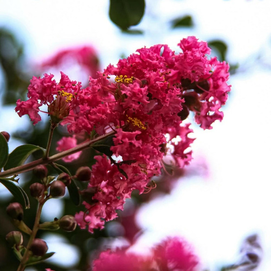 Lilas des indes with love® kiss 'milarosso', lagerstroemia pot de 4l - 40/60 cm