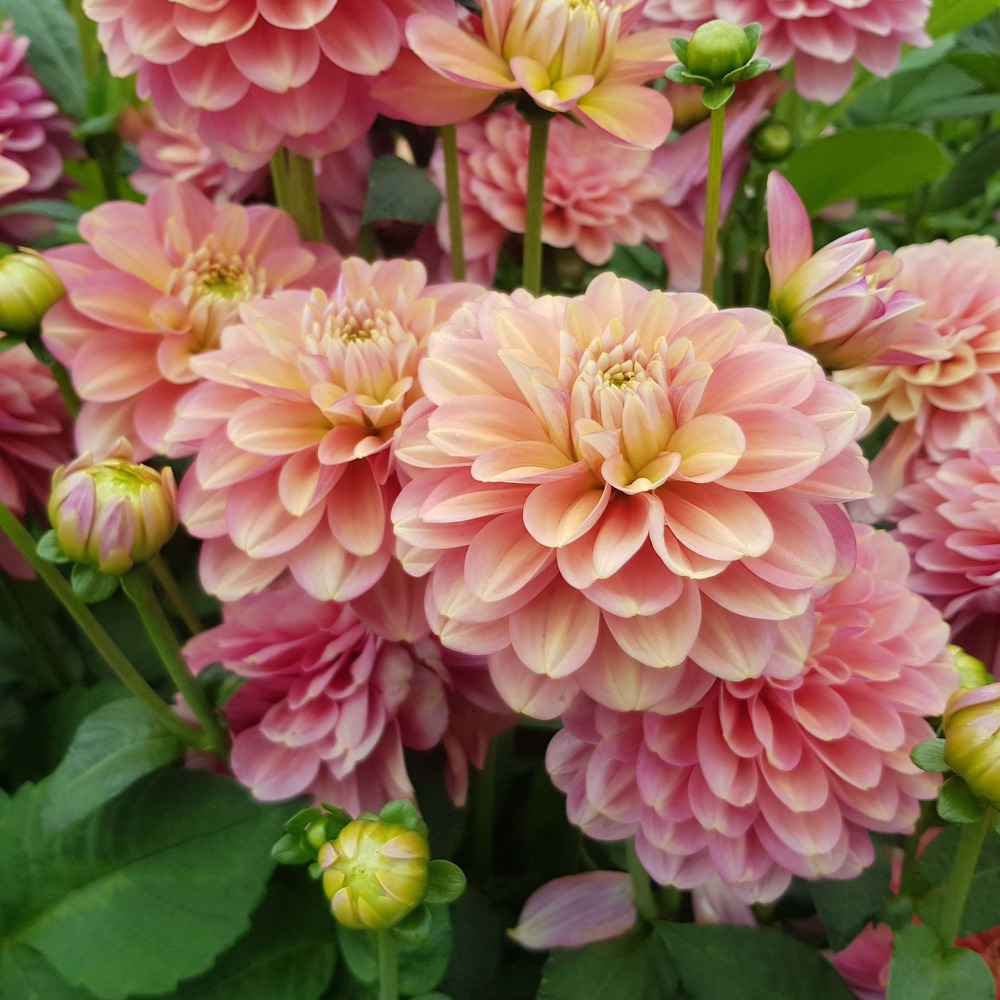 Dahlia camélia 'milena fleur ' bulbe calibre i
