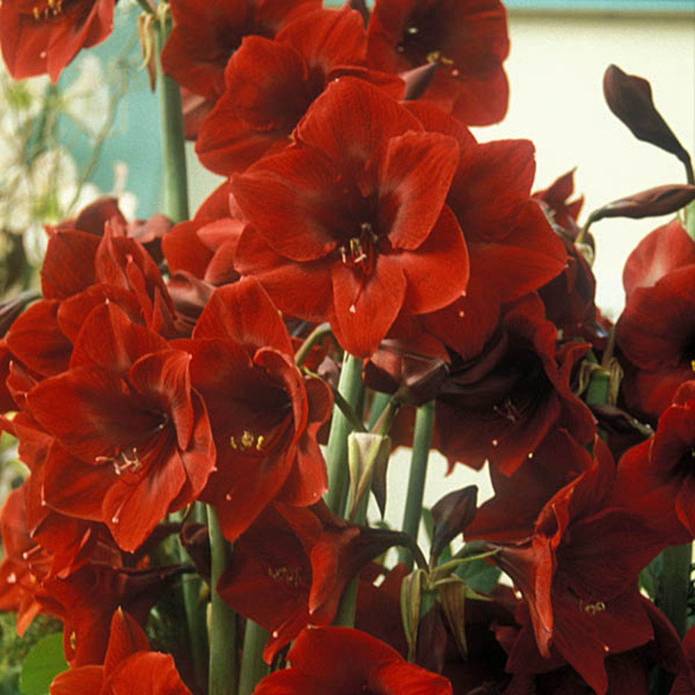 Amaryllis belladonne 'benfica' bulbe calibre 24/26