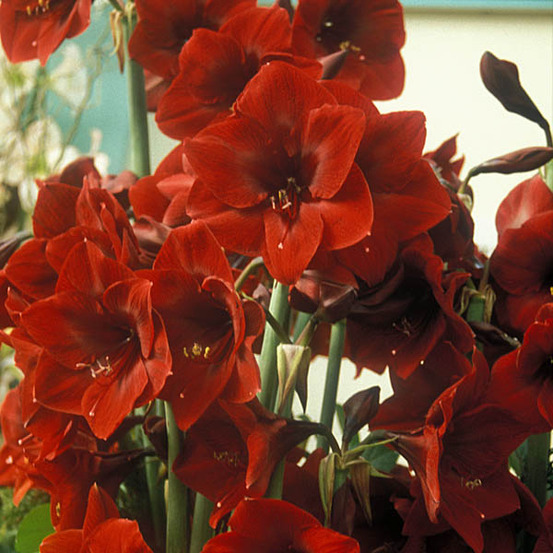 Amaryllis belladonne 'benfica' bulbe calibre 24/26