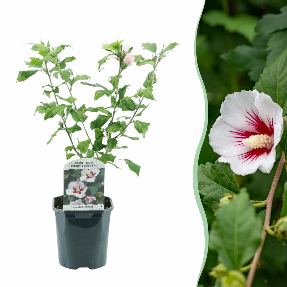 Hibiscus syriacus hamabo – pot 17 cm – hauteur 45 cm