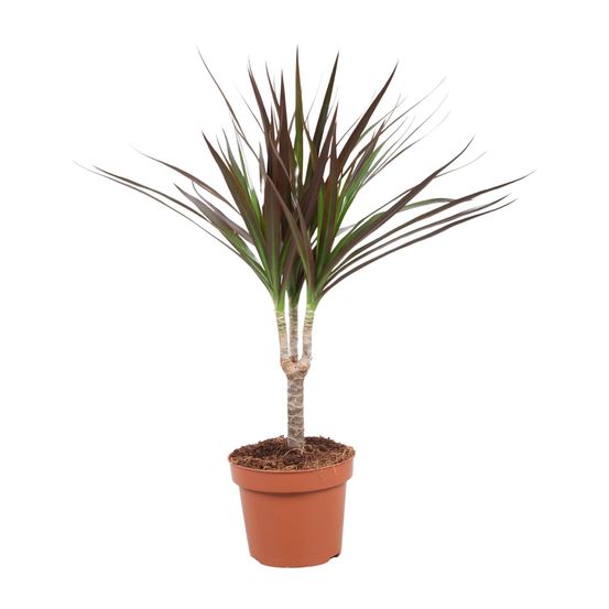 Dracaena magenta - ø12cm - ↕50cm - plantes d'intérieur
