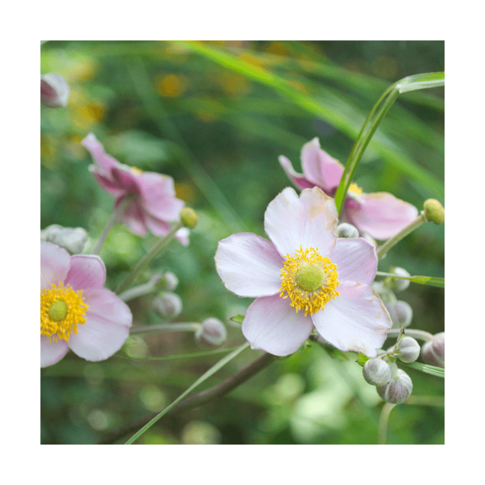 Anémone du japon  hupehensis september charm/anemone hupehensis 'september charm'[-]godet