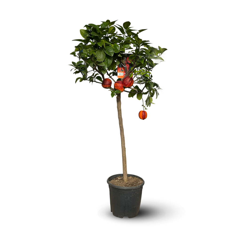 Oranger Arcobal - citrus meyer sinensis - agrume méditerranéen - arbre fruitier - 110-120 cm - ⌀ 22 cm