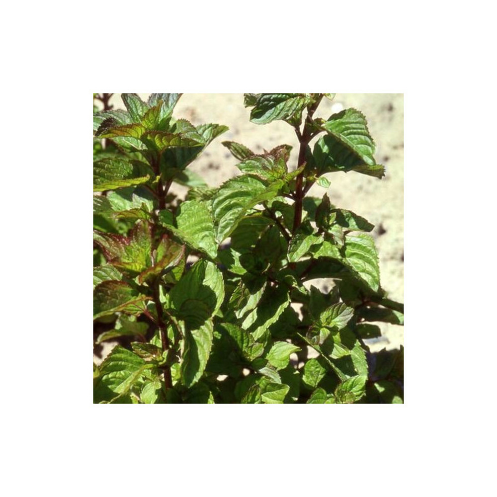 Menthe poivrée citrata lot de 9 godets