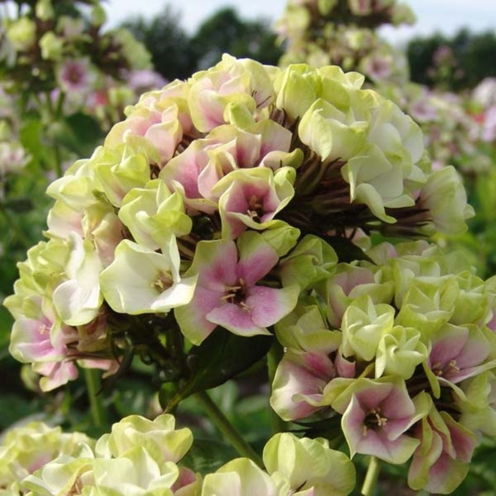 Phlox 'sherbet blend' pot de 2l/3l