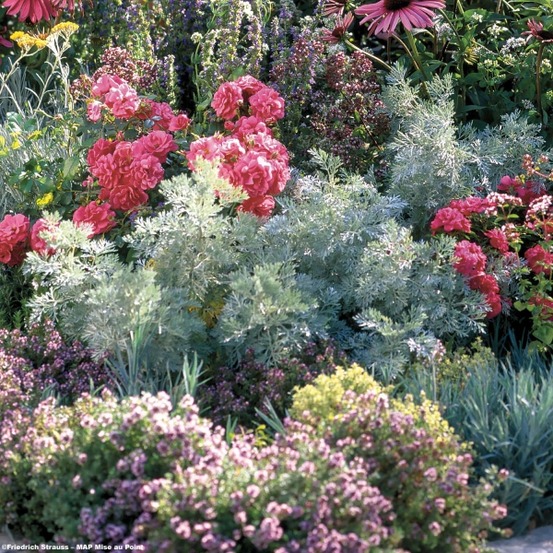 Armoise arborescente 'little mice' godet de 8/9 cm