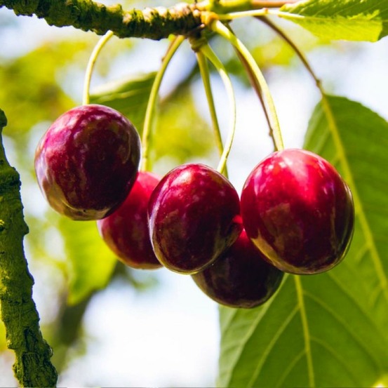 Cerisier bigarreau 'hedelfingen' (prunus avium 'hedelfingen')