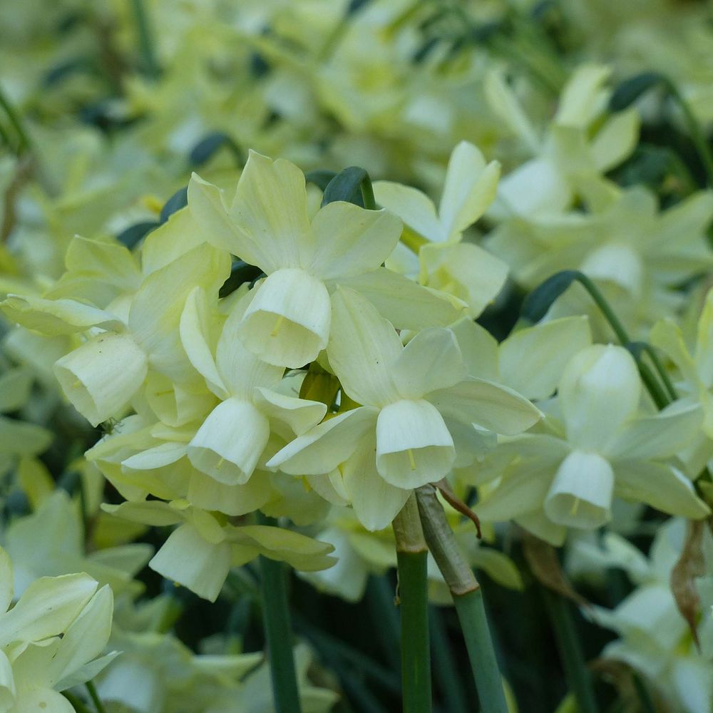 Narcisse multiflore 'moonlight sensation ' bulbe calibre 10+ (par 10)