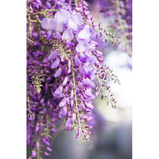Lot de 2 - wisteria floribunda 'naga noda' - h65 cm - ø15 cm