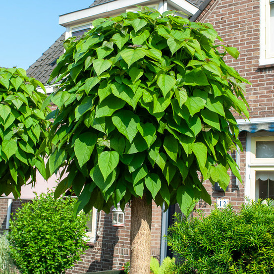 Catalpa boule - le pot / 4l