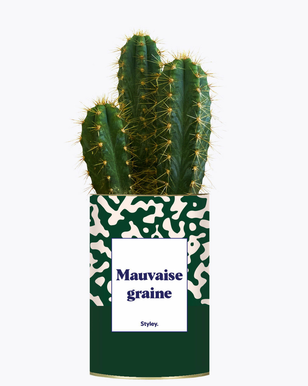 Idée cadeau - mauvaise graine - cactus