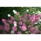 Hortensia paniculata Sundae Fraise® 'Rensun' C 7,5 litres - 60/90