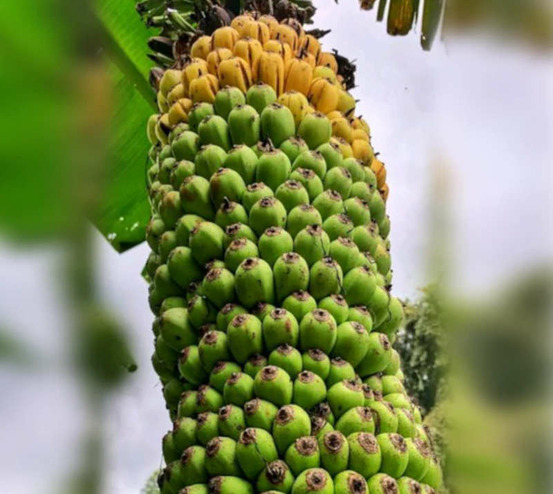 Bananier musa acuminata chiliocarpa (1000 fingers) pot de 1 litre ? 20/40 cm -